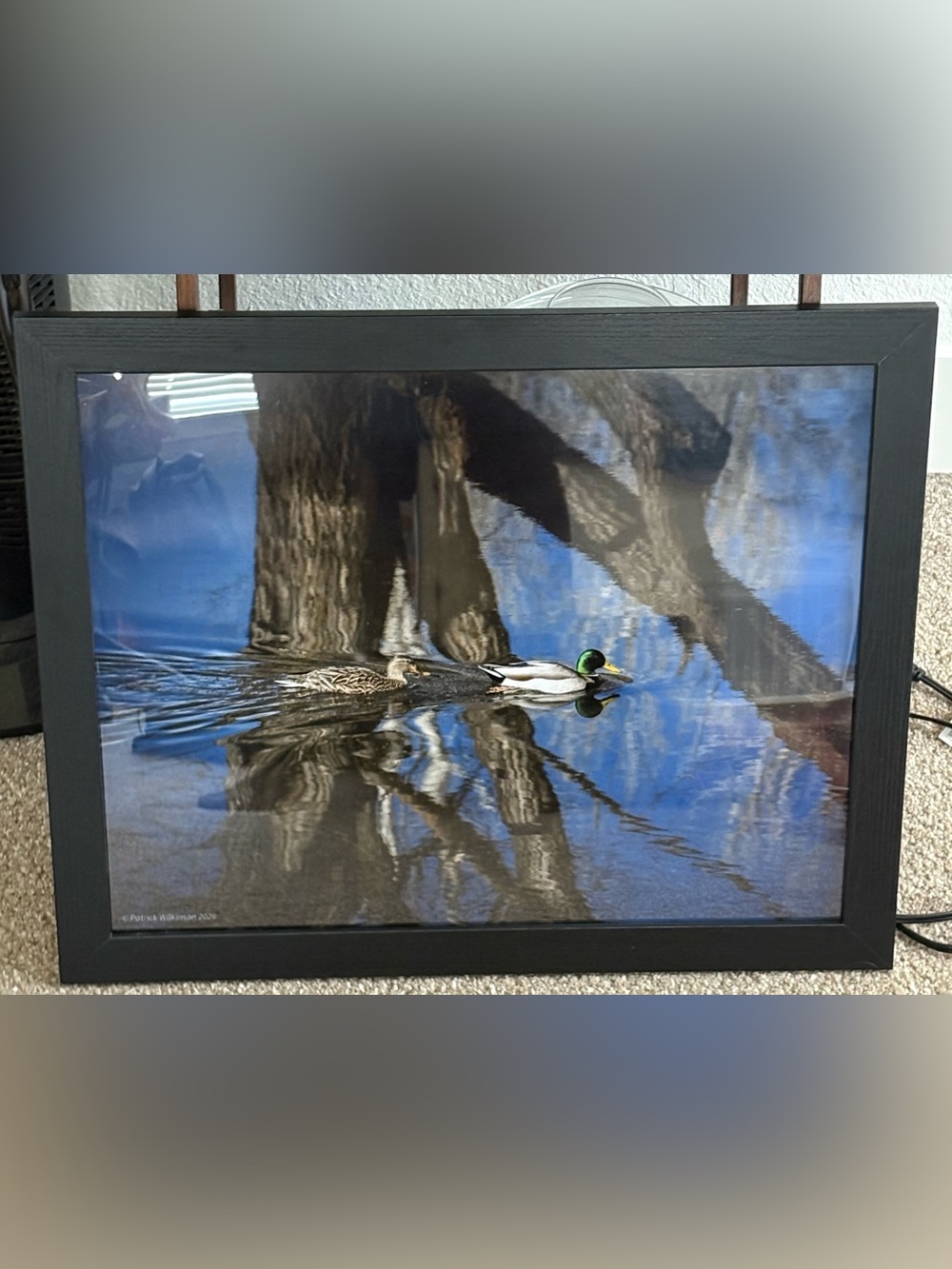 16 x 20 duck/mallard photograph